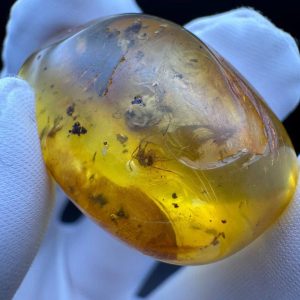 Large Baltic Amber with Insects: Spiders & Ant Fossil Inclusion
