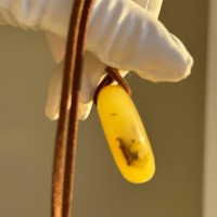 Baltic Amber Pendant with Insect Inclusion, Golden Yellow, 10g