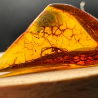 Baltic Amber Specimen with Multiple Insect Inclusions, 4g