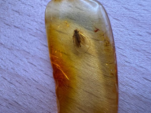 Natural Baltic Amber with Inclusions, Fossil Amber Stone
