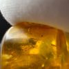 Baltic Amber Stones with Inclusions, Raw Fossil Amber Set of 3