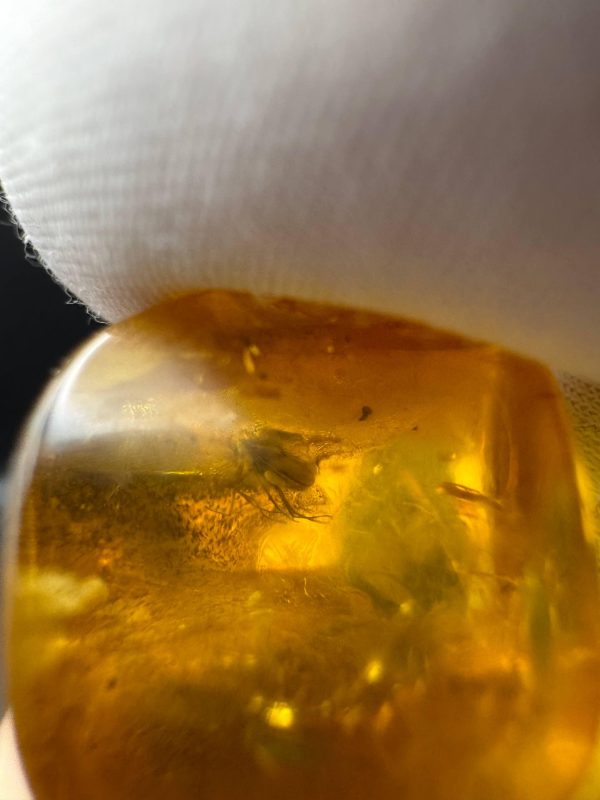 Baltic Amber Stones with Inclusions, Raw Fossil Amber Set of 3