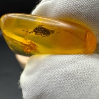 Baltic Amber Stones with Inclusions, Set of 3, 8g