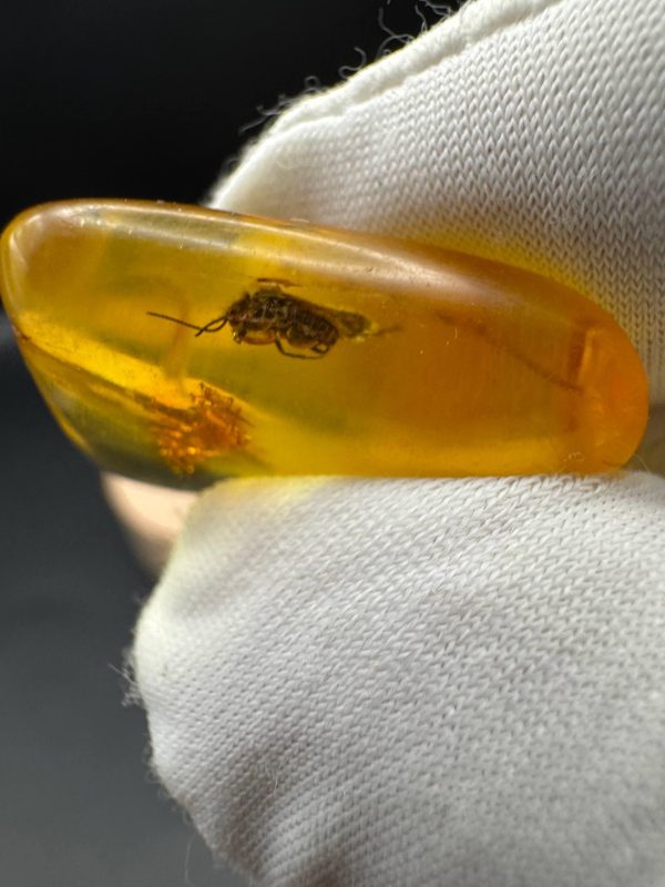 Baltic Amber Stones with Inclusions, Raw Fossil Amber Set of 3