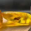 Baltic Amber Stones with Inclusions, Raw Fossil Amber Set of 3