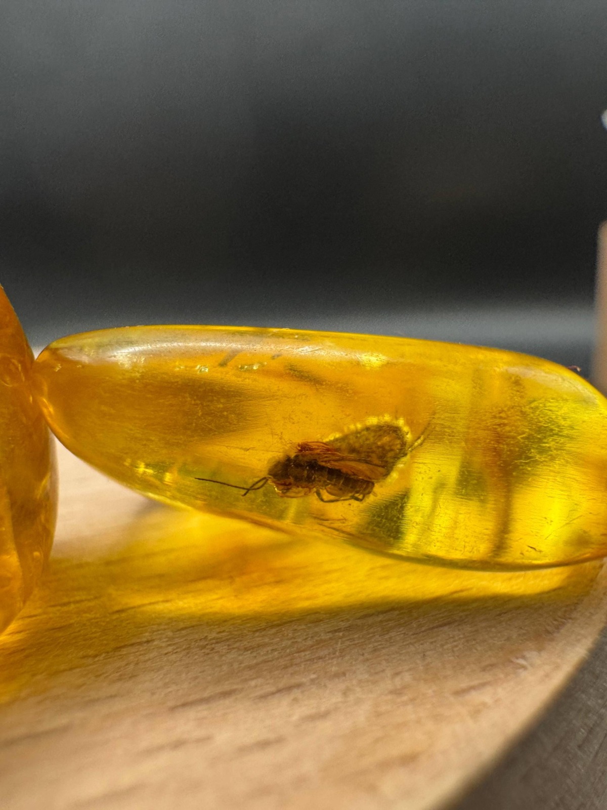 Baltic Amber Stones with Inclusions, Set of 3, 8g