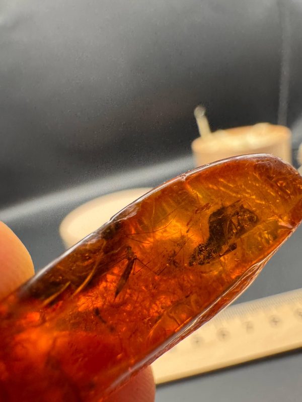 Baltic Amber Stones with Inclusions, Raw Fossil Amber Set of 3