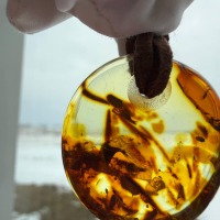 Round Disc Baltic Amber Pendant, Honey Cognac, 7g