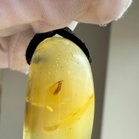 Clear Golden Baltic Amber Pendant with Inclusions, 9g