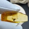 Natural Baltic Amber Pendant with Insect Inclusion