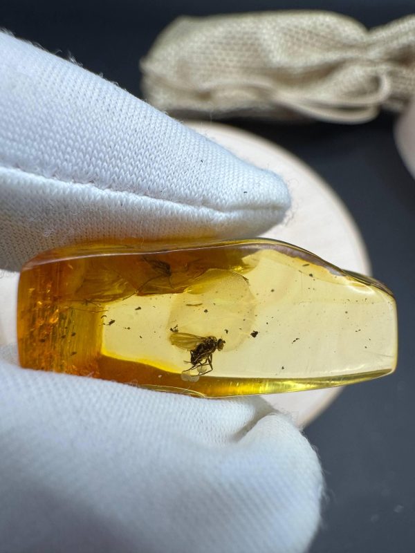 Natural Baltic Amber Pendant with Insect Inclusion