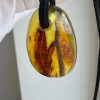 Baltic Amber Pendant with 5 Insect Inclusions Amber Necklace Natural A