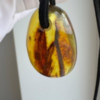 Baltic Amber Pendant with 5 Insect Inclusions, Honey Cognac, 11g