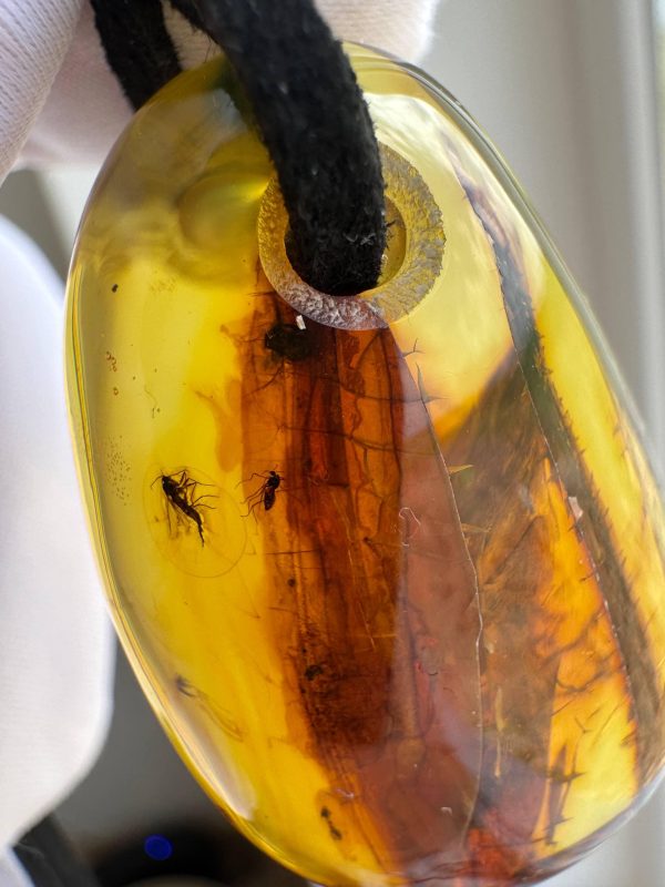 Baltic Amber Pendant with 5 Insect Inclusions Amber Necklace Natural A