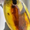 Baltic Amber Pendant with 5 Insect Inclusions Amber Necklace Natural A