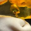 Natural Baltic Amber Pendant with Insect Inclusion