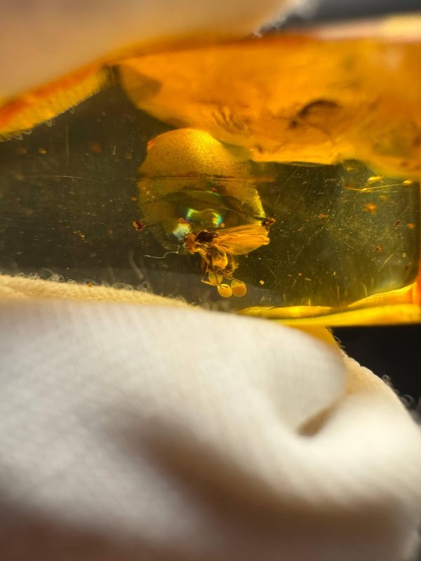 Natural Baltic Amber Pendant with Insect Inclusion
