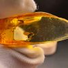 Natural Baltic Amber Pendant with Insect Inclusion
