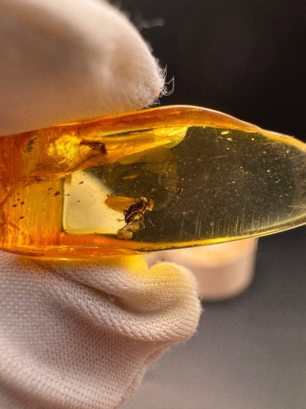 Natural Baltic Amber Pendant with Insect Inclusion