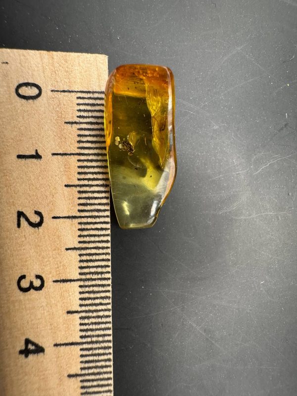Natural Baltic Amber Pendant with Insect Inclusion