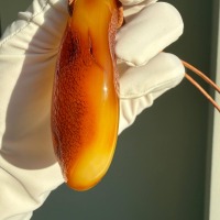 Large Egg Yolk Baltic Amber Pendant on Leather Cord, 41g